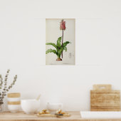 Veltheimia Capensis, from 'Les Liliacees', c.1805 ポスター (キッチン)