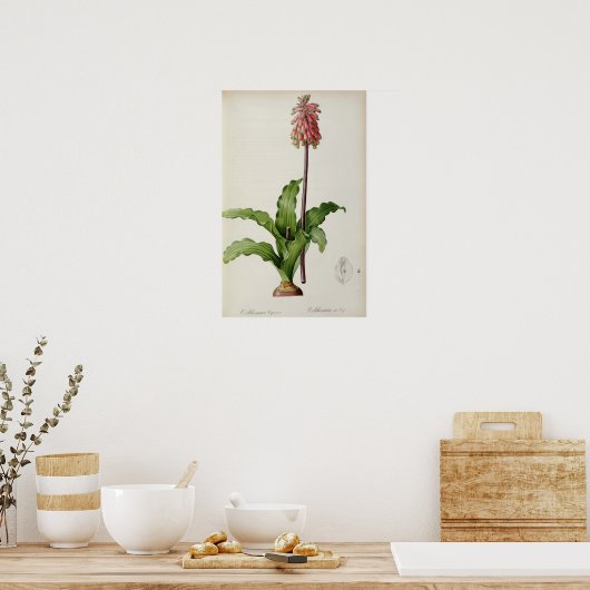 Veltheimia Capensis, from 'Les Liliacees', c.1805 ポスター (キッチン)