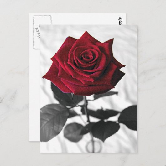VelvetRose ポストカード (正面/裏面)