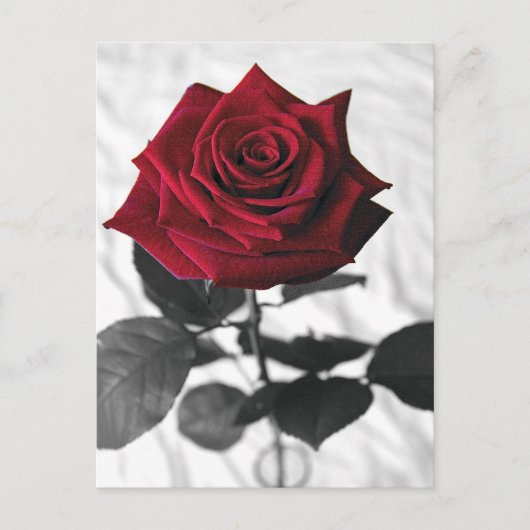 VelvetRose ポストカード (正面)