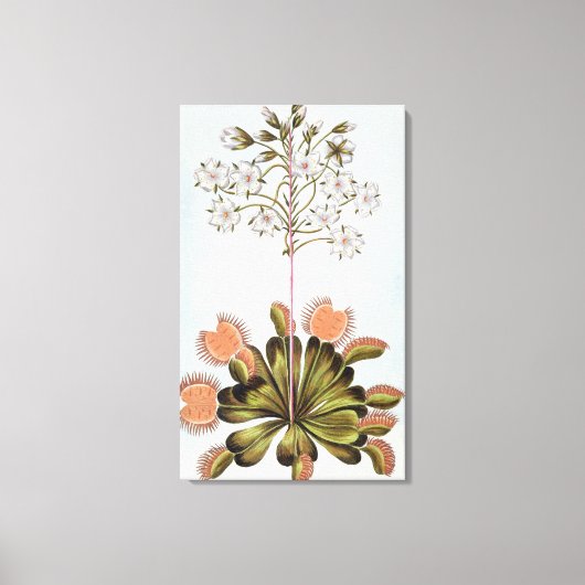 Venus Fly-trapプレート84コレクション降水量 キャンバスプリント (正面)