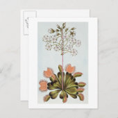 Venus Fly-trapプレート84コレクション降水量 ポストカード (正面/裏面)