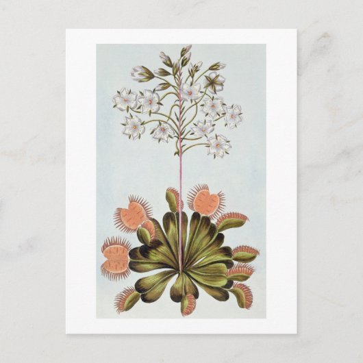 Venus Fly-trapプレート84コレクション降水量 ポストカード (正面)