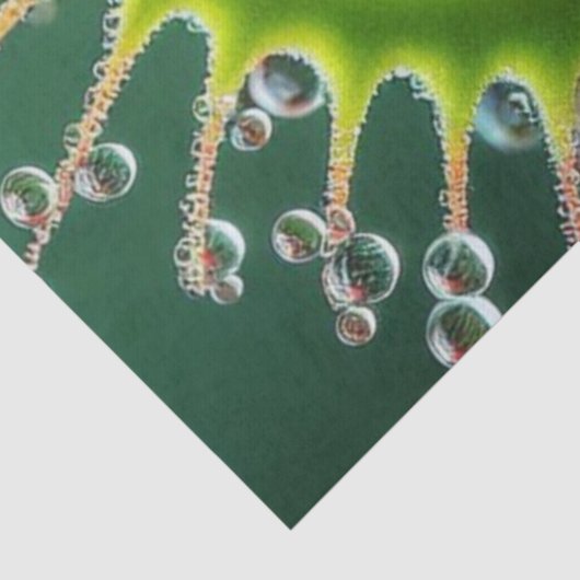 Venus Flytrap Floral Whimsical Fun Wild 薄葉紙 (詳細)