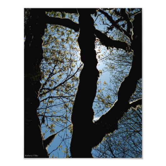 VER フォトプリント            (正面)