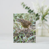 Vero Birdフォトポストカード ポストカード (スタンド正面)
