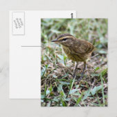 Vero Birdフォトポストカード ポストカード (正面/裏面)