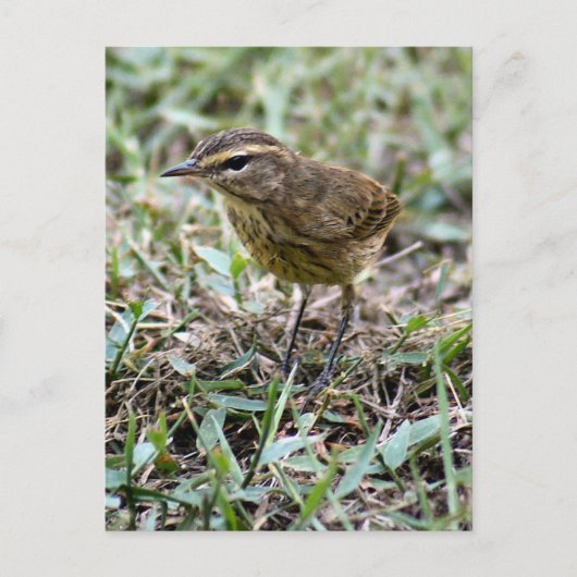 Vero Birdフォトポストカード ポストカード (正面)