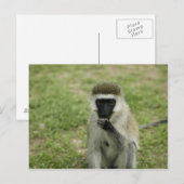 Vervet monkey 食べ's,アフリカ ポストカード (正面/裏面)