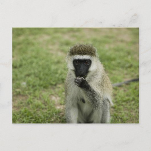 Vervet monkey 食べ's,アフリカ ポストカード (正面)