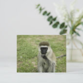 Vervet monkey 食べ's,アフリカ ポストカード (スタンド正面)