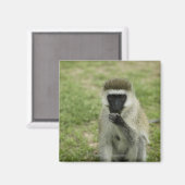Vervet monkey 食べ's，アフリカ マグネット (正面/裏面)