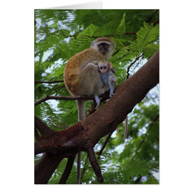 Vervet Monkey Mother and Child Card (正面)