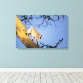 Vervet monkey on tree branch, Serengeti キャンバスプリント (インサイチュ (ウッドフロア))