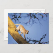 Vervet monkey on tree branch, Serengeti ポストカード (正面/裏面)