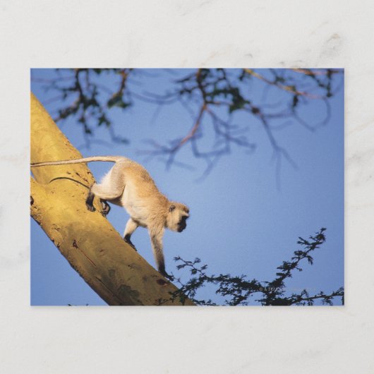 Vervet monkey on tree branch, Serengeti ポストカード (正面)