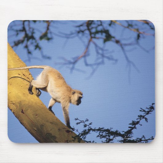 Vervet monkey on tree branch, Serengeti マウスパッド (正面)