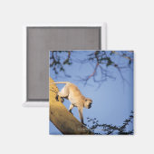 Vervet monkey on tree branch, Serengeti マグネット (正面/裏面)