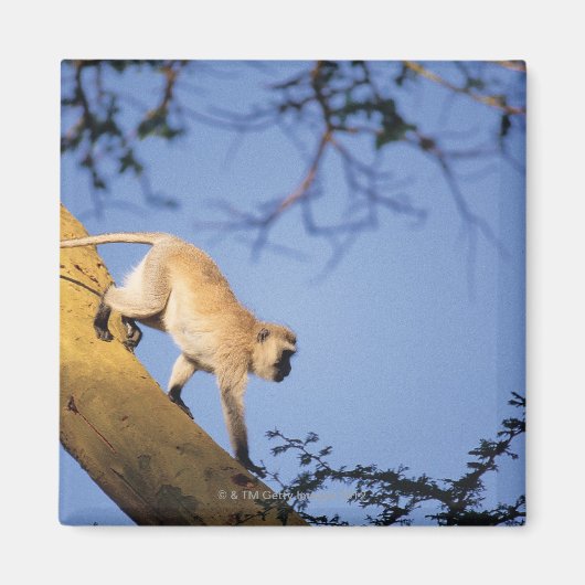 Vervet monkey on tree branch, Serengeti マグネット (正面)