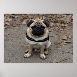 Very Serious Pug ポスター