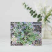 Vibrant Blue Borage Starflower Herbal Garden ポストカード (スタンド正面)