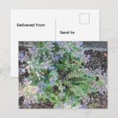 Vibrant Blue Borage Starflower Herbal Garden ポストカード (正面/裏面)