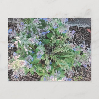 Vibrant Blue Borage Starflower Herbal Garden ポストカード