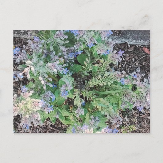 Vibrant Blue Borage Starflower Herbal Garden ポストカード (正面)
