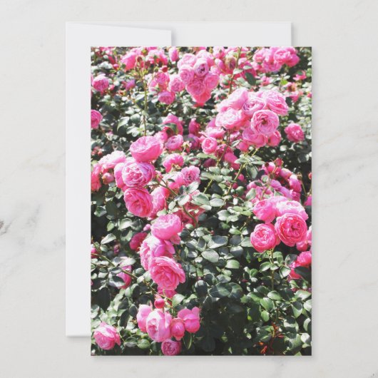 Vibrant Hot Pink Rose Bush Garden Wedding  招待状 (裏面)