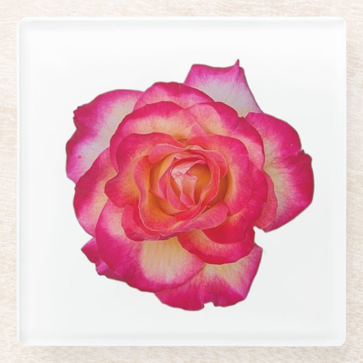 Vibrant Pink Rose Coaster ガラスコースター (正面)