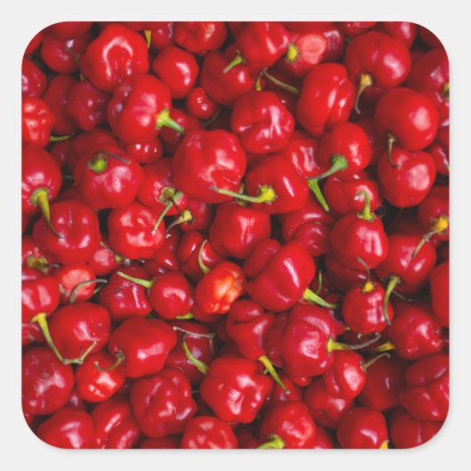 Vibrant Red Chili Pepper Harvest スクエアシール (正面)