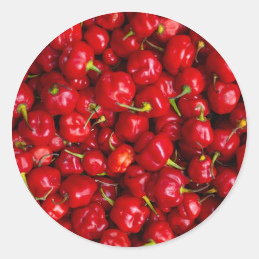 Vibrant Red Chili Pepper Harvest ラウンドシール (正面)