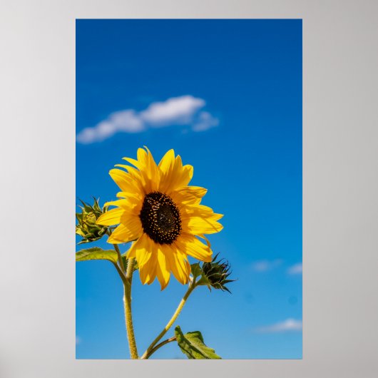 Vibrant Sunflower Bloom Poster ポスター (正面)