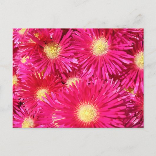 Vibrant trailing ice plant ポストカード (正面)