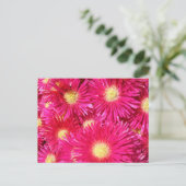 Vibrant trailing ice plant ポストカード (スタンド正面)