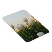 Vibrant white and Red Tulips Garden Photo Magne マグネット (右側)