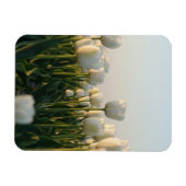 Vibrant white and Red Tulips Garden Photo Magne マグネット (横)