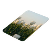 Vibrant white and Red Tulips Garden Photo Magne マグネット (左側)