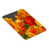 Vibrant Yellow and Red Tulips Garden Photo Magnet マグネット (右側)