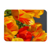 Vibrant Yellow and Red Tulips Garden Photo Magnet マグネット (横)
