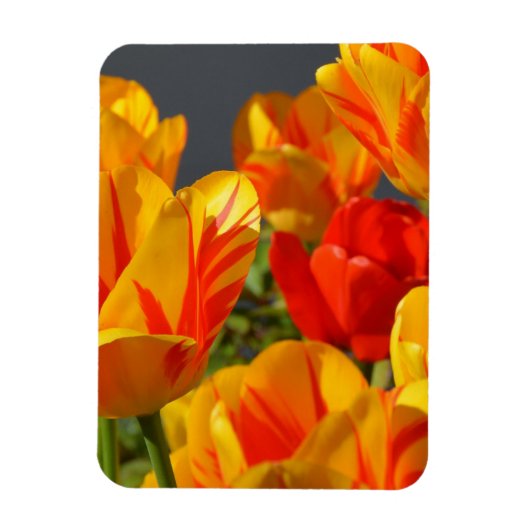 Vibrant Yellow and Red Tulips Garden Photo Magnet マグネット (縦)
