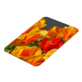 Vibrant Yellow and Red Tulips Garden Photo Magnet マグネット (左側)