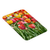 Vibrant Yellow and Red Tulips Garden Photo Magnet マグネット (右側)
