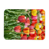 Vibrant Yellow and Red Tulips Garden Photo Magnet マグネット (横)
