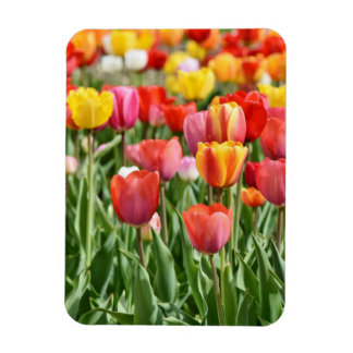 Vibrant Yellow and Red Tulips Garden Photo Magnet マグネット