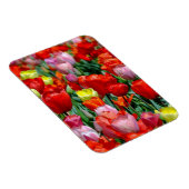 Vibrant Yellow and Red Tulips Garden Photo Magnet マグネット (右側)