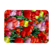 Vibrant Yellow and Red Tulips Garden Photo Magnet マグネット (横)