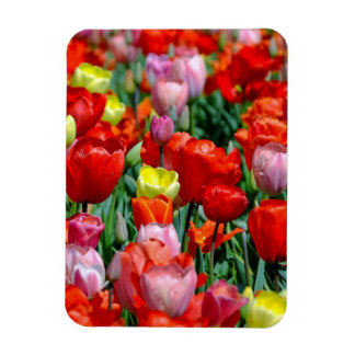 Vibrant Yellow and Red Tulips Garden Photo Magnet マグネット