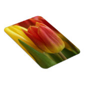 Vibrant Yellow and Red Tulips Garden Photo Magnet マグネット (右側)