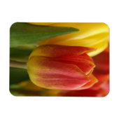 Vibrant Yellow and Red Tulips Garden Photo Magnet マグネット (横)